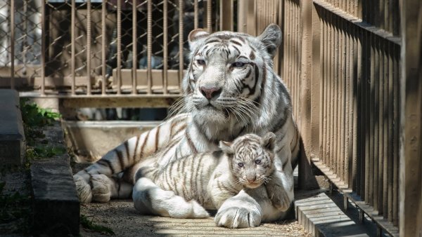 tigr-kletka-tigrenok-koshka