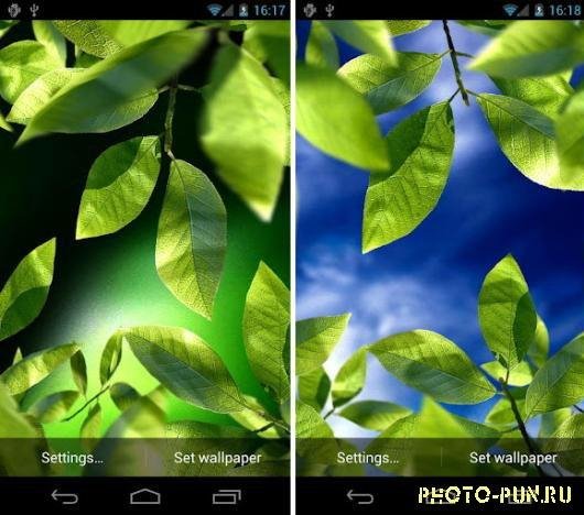 leaf live wallpaper