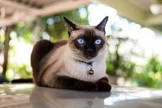 Кошка.. (19)