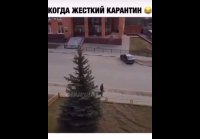 Развлечения на самоизоляции
