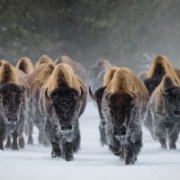 BisonSnow ROW8100762478 UHD