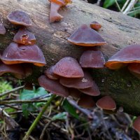 Аурикулярия уховидная (Auricularia auricula-judae)