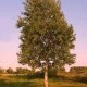 Лечебные свойства коры осины, применение, лечение