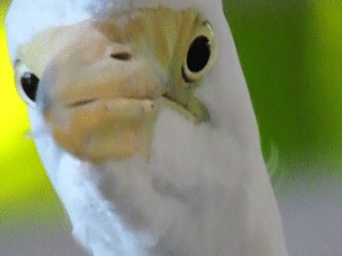 Цапля большая белая