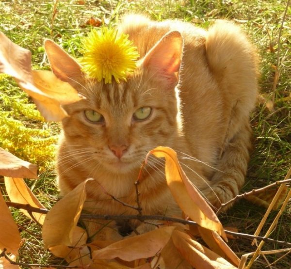 Кот и осенние листья (16)
