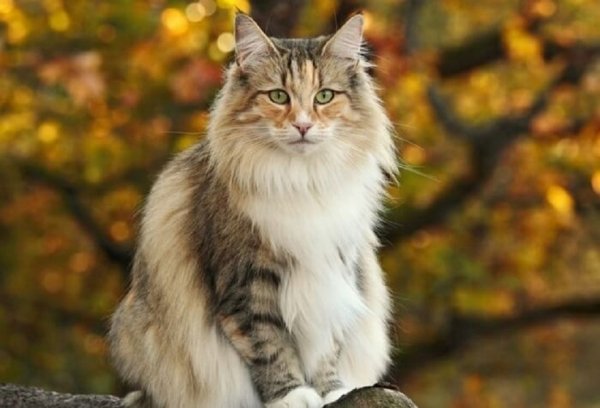 Кошка.. (18)