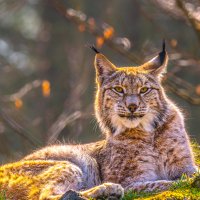 SiberianLynx ROW0430935564 UHD