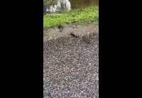video_109912185