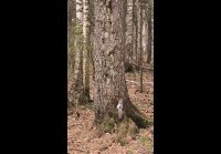 video_104956556