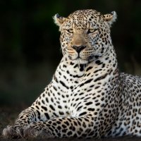 Leopard-lezhit-vzgliad