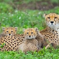 Lock2025-b57 wl cheetahstanzania 1373541504 1920x1080