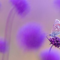 CommonBlue ROW4481033991 UHD