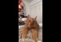 Pepethegingercat 1776165037042