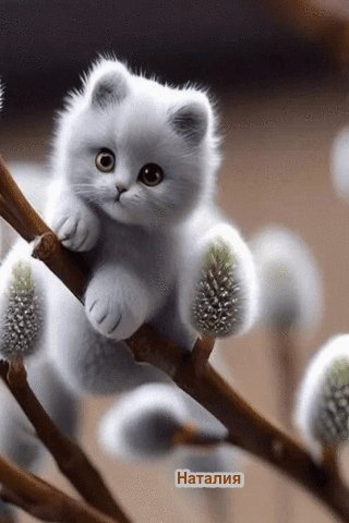 file_99775963