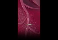 Videoplayback (41)