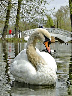 file_46515663