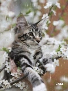 file_62218609
