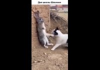 video_102365819