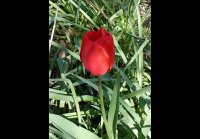 video_104470142