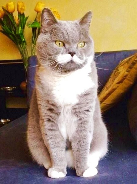 &amp;quot;Котейка.&amp;quot;