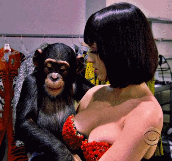 Monkey