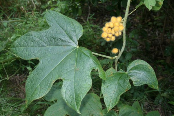 Ятеориза пальчатая (Jateorhiza palmate L.)