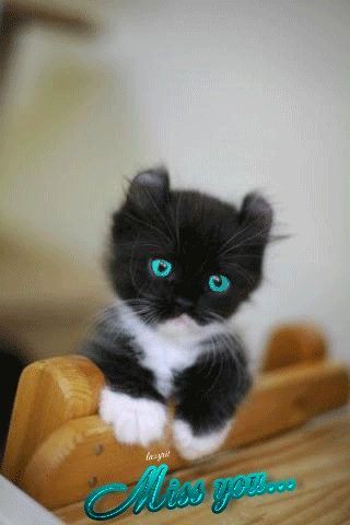 Котёнок