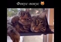 Фокус )