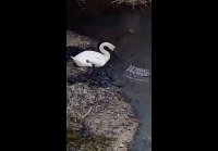 Лебедь Гоша