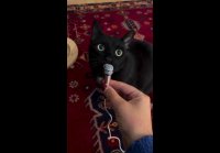 Kimchikatze 1777227330779