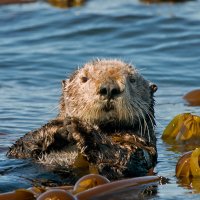 OtterDay ROW8950256578 UHD
