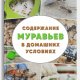 Содержание муравьев в домашних условиях