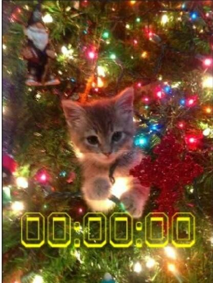 Котенок