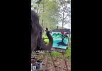 Outubeshorts #elephant