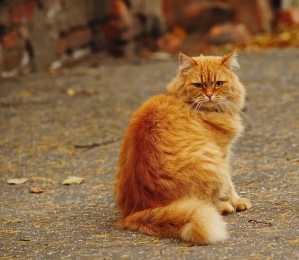 Кот и осенние листья (18)