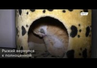 Спасли кота
