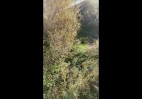 video_108792732