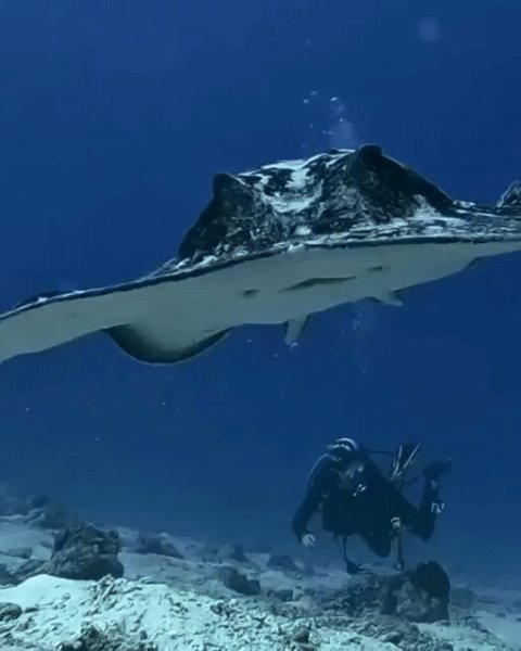 Морской Скат