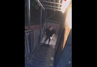 Судя по звуку, жизненный урок он не усвоил
