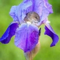 image (51)