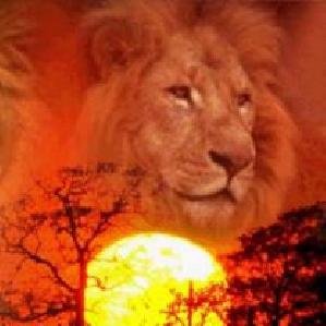 Lion v3