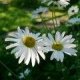Flowers a
