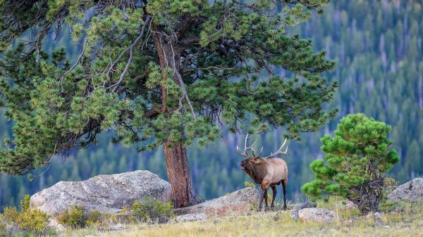Elkbuglingrmnp gettyimages-2173003457 3840x2160
