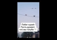 Побег курей)))