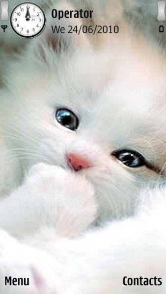 Cute White Kitty