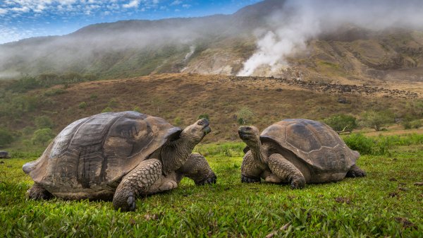 GiantTortoise ROW5660004796 UHD