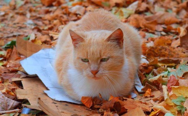 Кот и осенние листья (12)