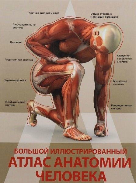 Большой иллюстрированный атлас анатомии челове