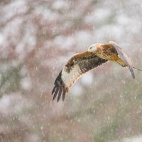 BigGardenBirdwatch2026 ROW3059488270 UHD