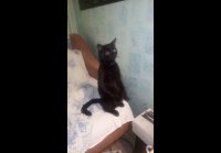 Кот патриот